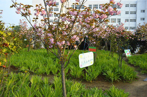 万象城体育awcsport举办挂树牌活动